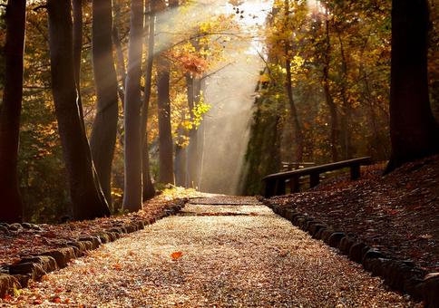 秋の落ち葉が彩る静かな散歩道の写真