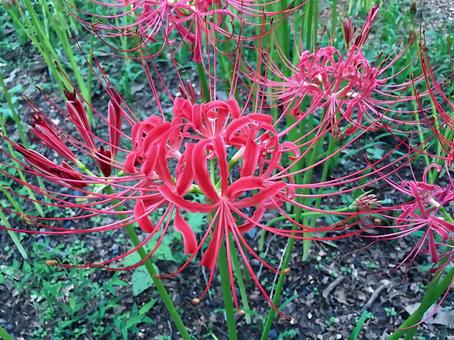 Red spider lily, JPG Red spider lily, JPG