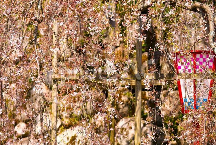 満開になった枝垂桜 枝垂桜,春,満開の写真素材