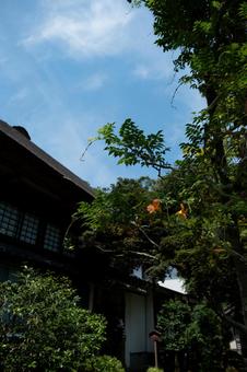 ［神奈川県鎌倉市］海蔵寺｜花の寺 鎌倉,海蔵寺,花の寺の写真素材
