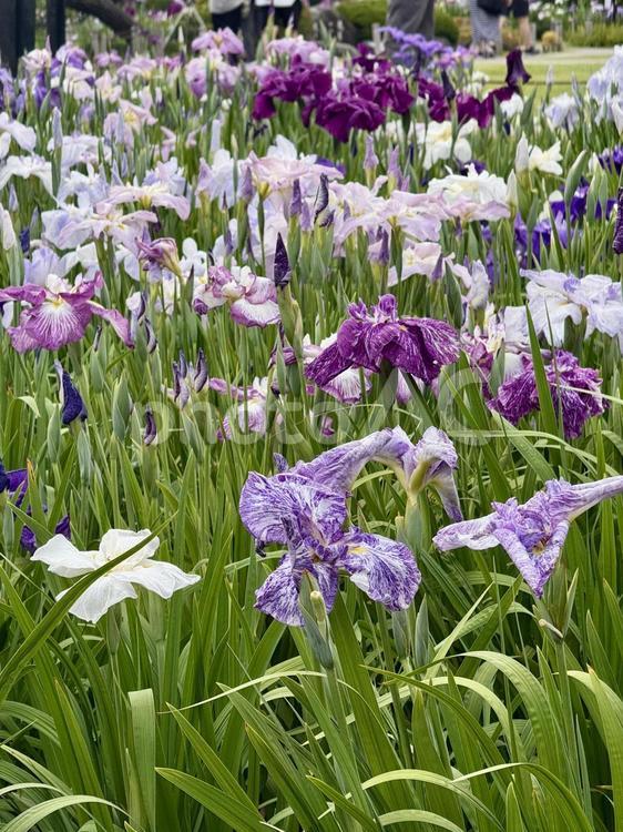 堀切菖蒲園　曇り空の下咲き誇る花菖蒲 癒し,壁紙,花畑の写真素材