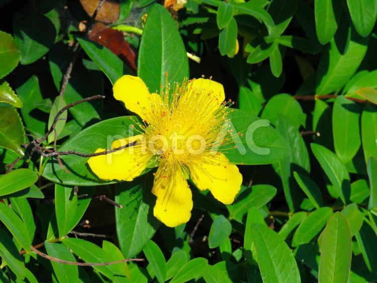 鮮やかに咲くオトギリソウの花 オトギリソウ,花,花びらの写真素材