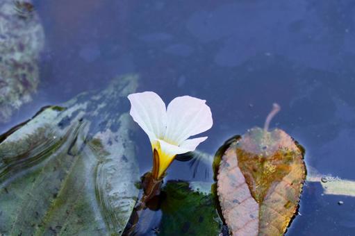 ミズオオバコ ミズオオバコ ミズオオバコ,花,白の写真素材