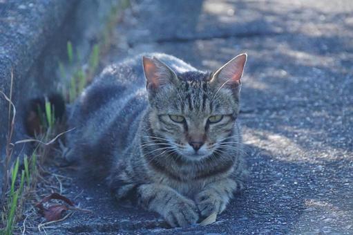 早朝のノラ猫 早朝のノラ猫の写真