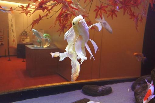 ヒレナガニシキゴイ コイ,鯉,魚の写真素材