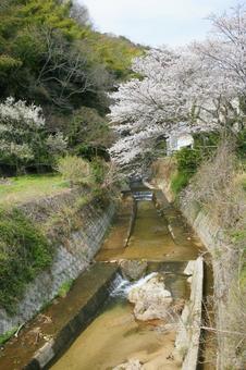 桜-093 桜-093の写真