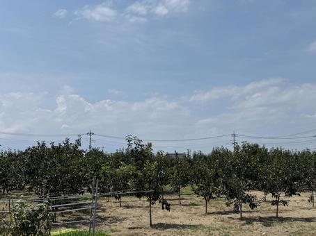 空 自然,風景,天気の写真素材