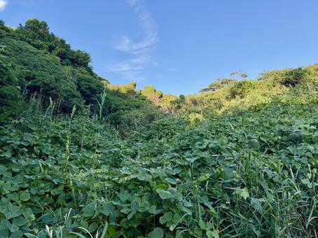 夏の山に生い茂る草木 夏の山に生い茂る草木 山,夕方,夕暮れの写真素材