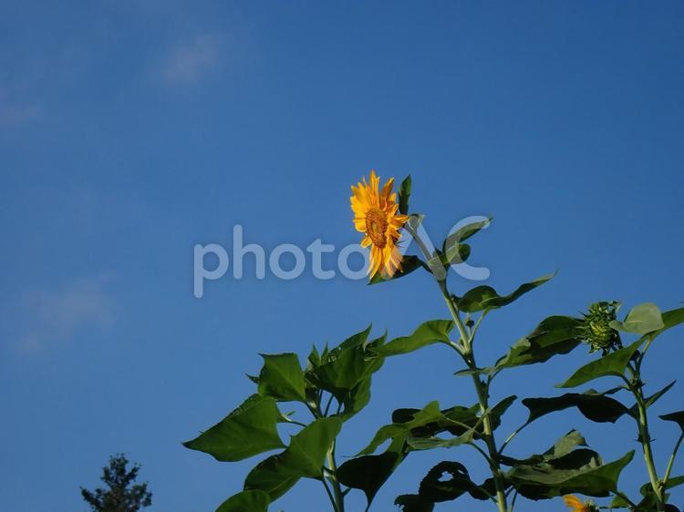 ひまわりのイメージ ヒマワリ,花,夏の写真素材