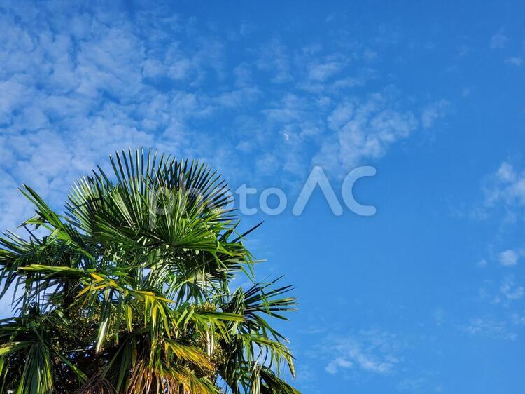 夏の青空と緑のソテツ 青空,ソテツ,明るいの写真素材