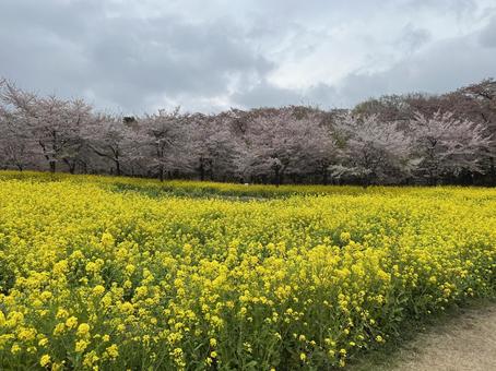 桜と菜の花 桜と菜の花 春,桜,菜の花の写真素材