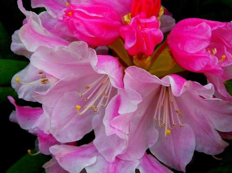 石楠花 石楠花の写真