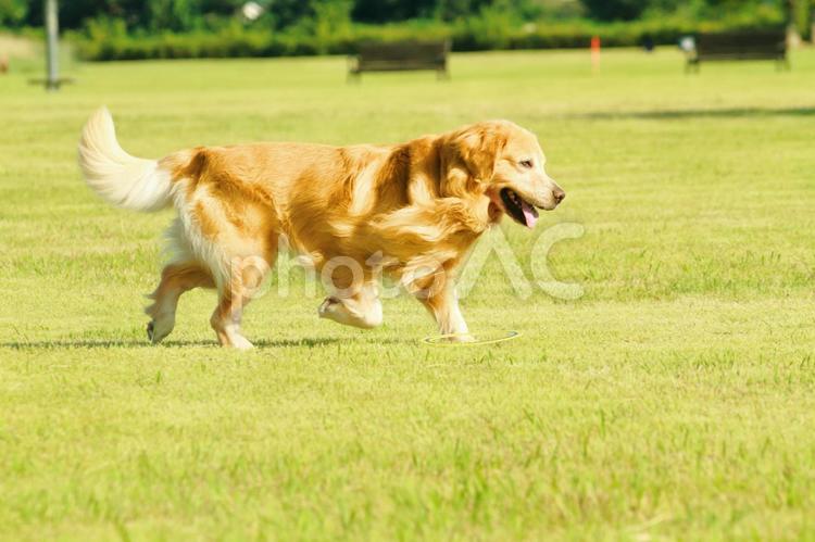小走りの犬 ゴールデンレトリバー,犬,ゴールデンの写真素材