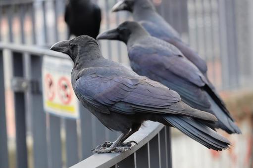 カラス 鳥,野鳥,野生の写真素材