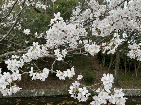 日本の風景 日本の風景 桜,春,お掘の写真素材
