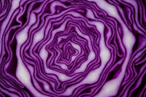 紫キャベツ断面超接写の写真