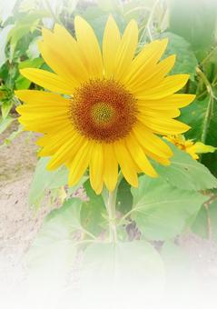 向日葵 向日葵の写真