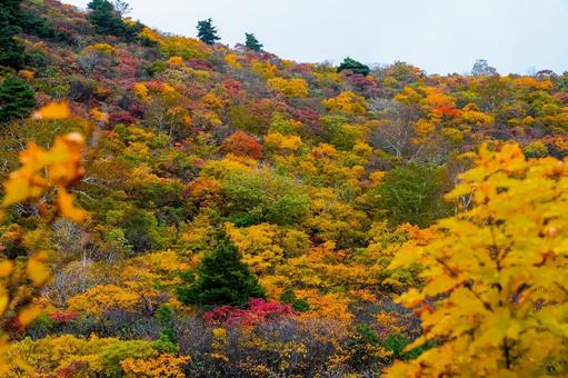 錦繍の紅葉と栗駒山の山肌 錦繍の紅葉と栗駒山の山肌 秋,紅葉,黄葉の写真素材