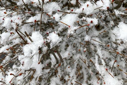 赤い冬芽と雪 芽,冬芽,雪の写真素材