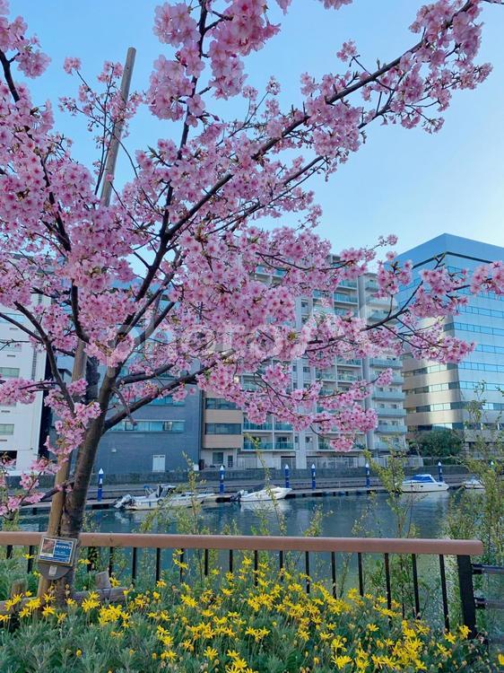 東京の川沿いの桜 桜,ピンク,東京の写真素材