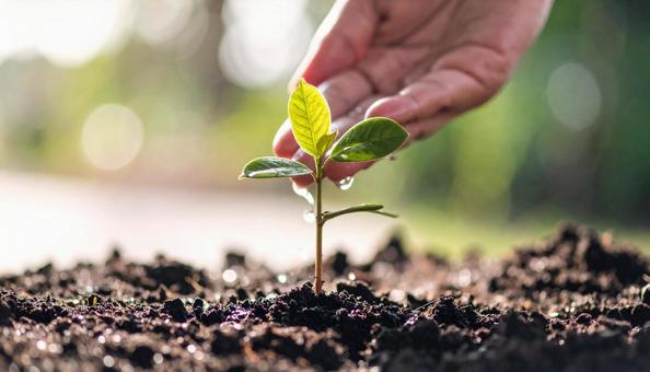 育む　新芽に水のしずくをたらず女性の手の写真