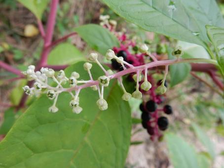 【植物写真】ヨウシュヤマゴボウ 【植物写真】ヨウシュヤマゴボウの写真