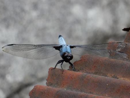Photo, coconut shell, large salted dragonfly, dragonfly, 