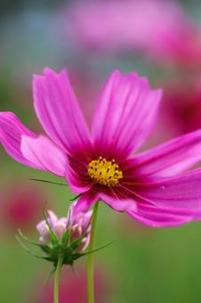 コスモス畑 濃いピンクの満開の花 コスモス畑 濃いピンクの満開の花 コスモス,秋,花の写真素材