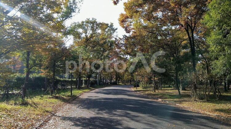秋の日差しと森林公園2 道路,秋,木の写真素材