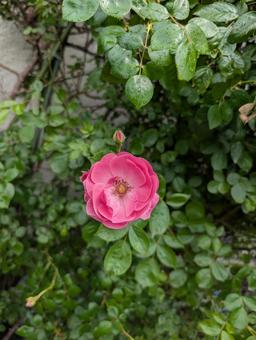 Photo, scented rose flam, fulham, rose, 