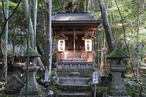 赤山禅院　相生社 赤山禅院,相生社,せきざんぜんいんの写真素材