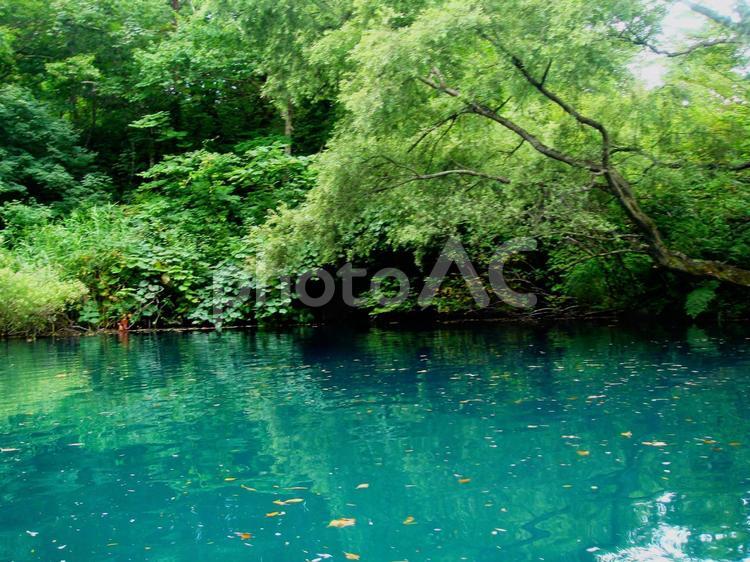 ヨットから撮影をした緑色の湖面 湖,自然,景色の写真素材