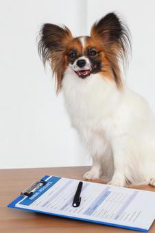 パピヨンと記入用紙 保険,契約,ペット保険の写真素材