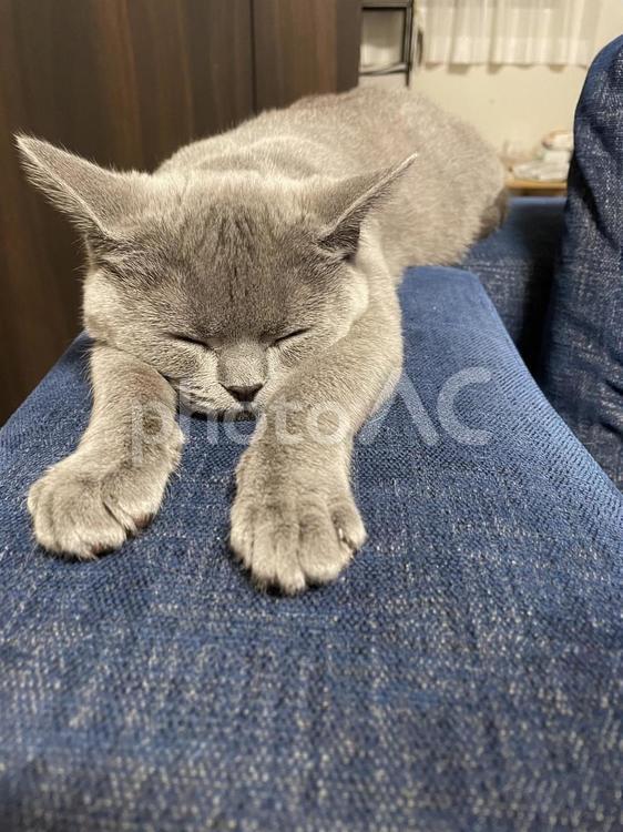 まったりしているねこ 動物,ペット,猫の写真素材