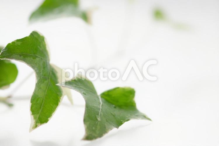 淡いツタの背景素材 ツタ,アイビー,植物の写真素材