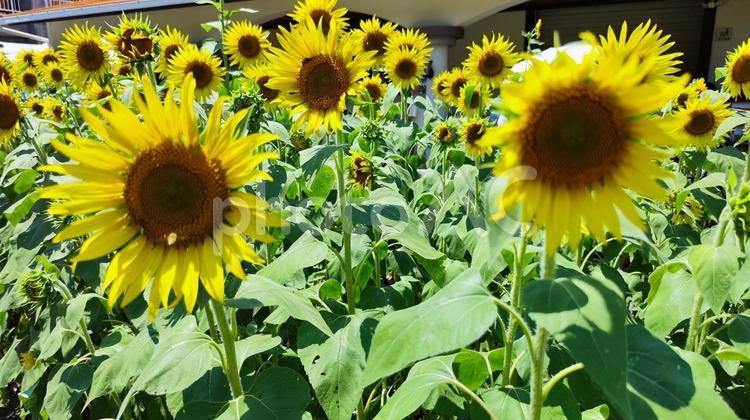 夏を抱きしめる花畑 ひまわり,洲原ひまわりの里,黄金色の花畑の写真素材