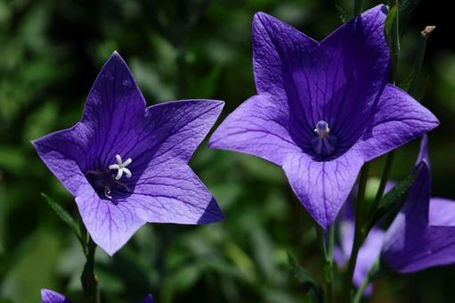 Photo, campanulaceae, flower, bellflower family, 