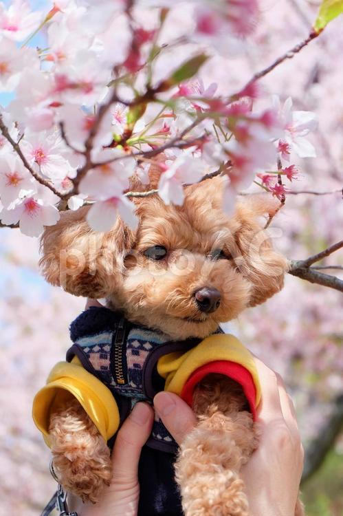 満開の桜と犬04 犬,小型犬,トイプードルの写真素材