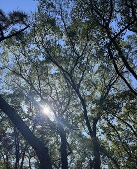 木の枝の間から太陽 木の枝の間から太陽 木,枝,葉の写真素材