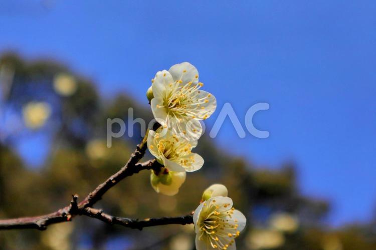 縮景園の花梅（月影） 縮景園,梅,花梅の写真素材