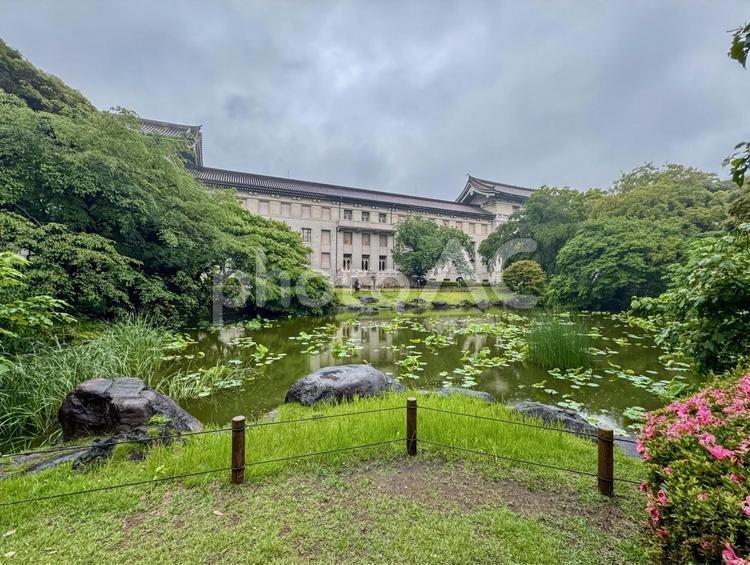 転合庵から見た東京国立博物館の風景 東京国立博物館,庭園,雨の写真素材
