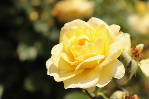 バラ園にて バラ園にての写真