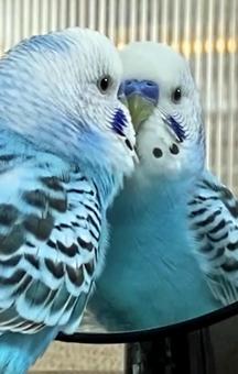 大好きな鏡にお話しする、セキセイインコ 大好きな鏡にお話しする、セキセイインコ セキセイインコ,オパーリン,インコの写真素材