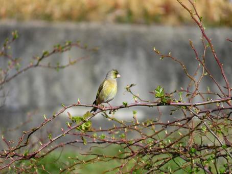枝に留まるカワラヒワ 枝に留まるカワラヒワの写真