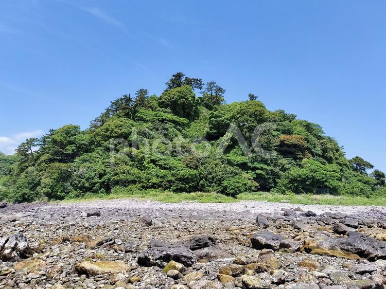 真鶴の三ツ石海岸から見る岬の森林 真鶴岬,三ッ石,海岸の写真素材