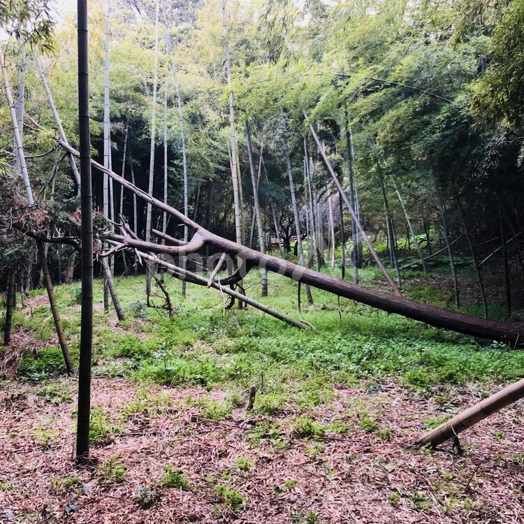 倒れた木 木材,自然,木の写真素材