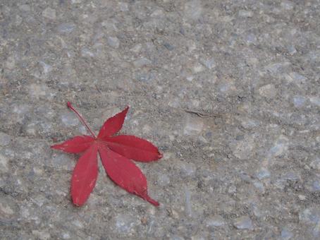 1枚のもみじ 1枚のもみじ もみじ,紅葉,落葉の写真素材