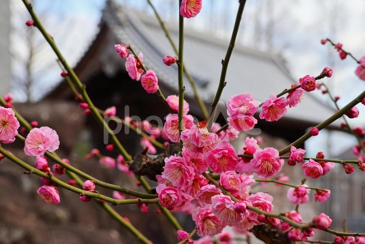 ３月上旬の高松市法然寺の梅の花 背景,梅,花の写真素材