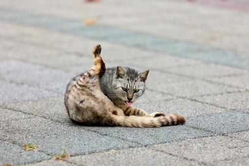 野良猫 野良猫の写真