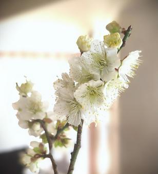白梅 白梅,梅,植物の写真素材